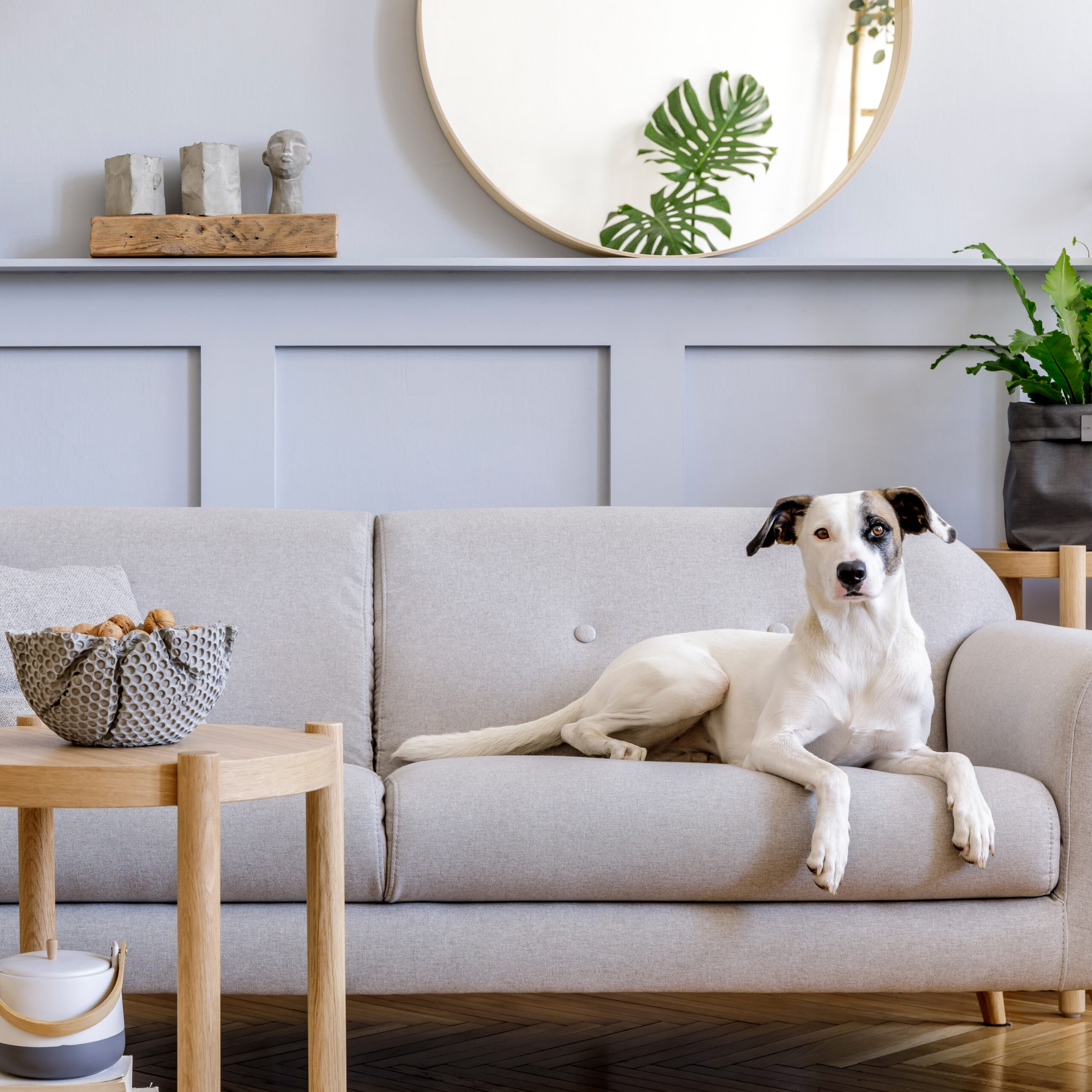 Interior design of living room with stylish grey sofa, coffee table, tropical plant, mirror, decoration, pillows and elegant personal accessories in home decor. Beautiful dog lying on the couch.