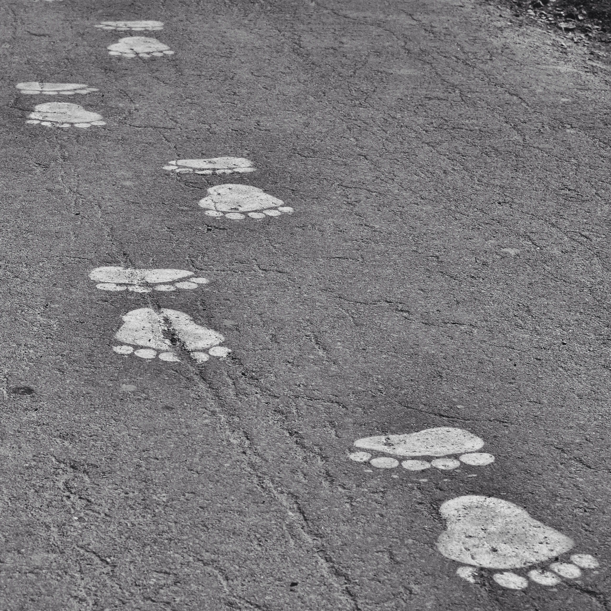 painted-bear-footprints-on-pavement-2023-11-27-05-29-25-utc